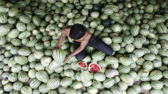 Watermelon prices crash: కిలో పుచ్చకాయ రేటు రూ.7 మాత్రమేనా? యుద్ధం వల్లేనా.. రేట్లు తగ్గడానికి కారణాలేమిటీ?