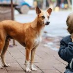 Stray Dogs: షాకింగ్ ఘటన.. బాలుడి కనుగుడ్డు పీకేసిన వీధి కుక్కలు
