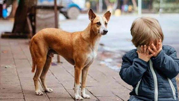 Stray Dogs: షాకింగ్ ఘటన.. బాలుడి కనుగుడ్డు పీకేసిన వీధి కుక్కలు
