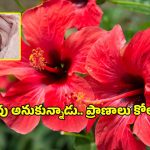 కర్ణాటకలో విషాదం.. మందార పువ్వు మింగి ఆరు నెలల పసికందు మృతి!