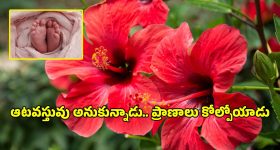 కర్ణాటకలో విషాదం.. మందార పువ్వు మింగి ఆరు నెలల పసికందు మృతి!