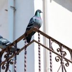 Tips to Remove Pigeons: మీ బాల్కనీలో పావురాలు రెట్టలు వేస్తున్నాయా? ఈ టిప్స్‌తో సమస్యకు చెక్