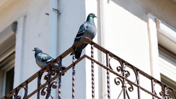 Tips to Remove Pigeons: మీ బాల్కనీలో పావురాలు రెట్టలు వేస్తున్నాయా? ఈ టిప్స్‌తో సమస్యకు చెక్