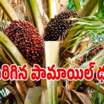 Palm Oil: పామాయిల్ రైతులకు గుడ్ న్యూస్.. టన్నుకు 21 వేలు చేరుకున్న ధర