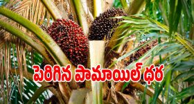 Peddi Update: పెద్ది సినిమాపై కీలక అప్డేట్.. ఏమిటది అంటూ దర్శకుడితో రామ్ చరణ్ వీడియో వైరల్..!