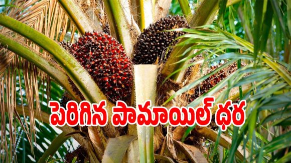 Palm Oil: పామాయిల్ రైతులకు గుడ్ న్యూస్.. టన్నుకు 21 వేలు చేరుకున్న ధర