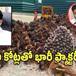 Oil Palm Factory: రైతులకు గుడ్ న్యూస్.. 300 కోట్లతో భారీ ఆయిల్ రిఫైనరీ ఫ్యాక్టరీ ఏర్పాటు