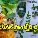 Medicinal Plants: ఆయుర్వేద వైద్యం పై.. తెలంగాణ వైద్య ఆరోగ్య శాఖ కీలక నిర్ణయం