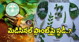 Ustaad Bhagath Singh Collections : దారుణంగా పడిపోయిన ' ఉస్తాద్ ' కలెక్షన్స్.. ఇలా అయితే కష్టమే..!