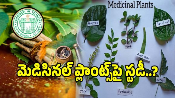 Medicinal Plants: ఆయుర్వేద వైద్యం పై.. తెలంగాణ వైద్య ఆరోగ్య శాఖ కీలక నిర్ణయం