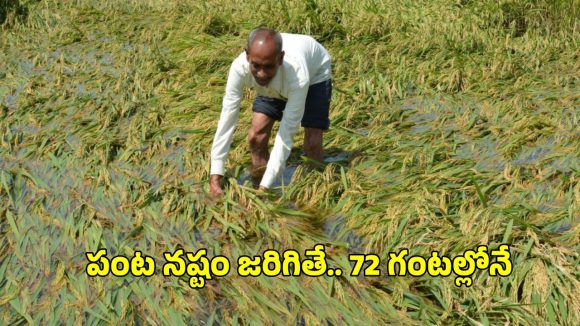 PMFBY Insurance Claim: పంట నష్టం జరిగితే ఏం చేయాలి?.. 72 గంటల రూల్ తెలుసా?