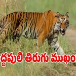 Tiger Movement: హమ్మయ్యా.. ఎక్కడి నుంచి వచ్చిందో అక్కడికే వెల్లిని పెద్దపులి..?