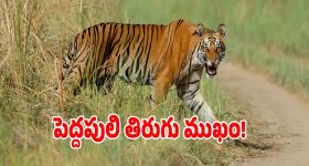 Tiger Movement: హమ్మయ్యా.. ఎక్కడి నుంచి వచ్చిందో అక్కడికే వెల్లిని పెద్దపులి..?