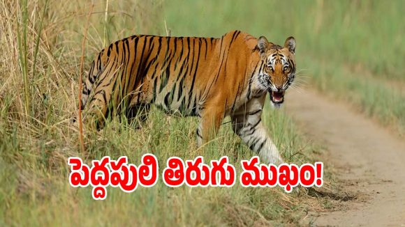 Tiger Movement: హమ్మయ్యా.. ఎక్కడి నుంచి వచ్చిందో అక్కడికే వెల్లిని పెద్దపులి..?