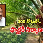 Oil Palm: ఆయిల్ పామ్ పంట ఎలా సాగు చేయాలో తెలీదా.. అయితే అక్కడికి రండి..?