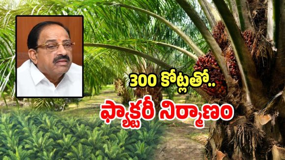 Oil Palm: ఆయిల్ పామ్ పంట ఎలా సాగు చేయాలో తెలీదా.. అయితే అక్కడికి రండి..?