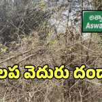 Bamboo Smuggling: అశ్వారావు పేటలో జోరుగా కలప వెదురు దందా.. పట్టించుకోని అధికారులు
