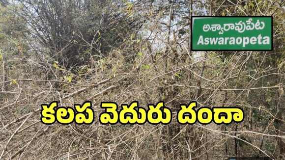 Bamboo Smuggling: అశ్వారావు పేటలో జోరుగా కలప వెదురు దందా.. పట్టించుకోని అధికారులు