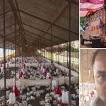 Uttar Pradesh: డీజే సౌండ్‌ ఎఫెక్ట్.. తట్టుకోలేక 140 కోళ్లు మృతి, యూపీలో షాకింగ్ ఘటన