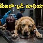 మృగాల కంటే ఘోరం.. ప్రాణం తీస్తున్న ‘బ్లడ్’ మాఫియా గుట్టురట్టు