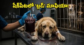 మృగాల కంటే ఘోరం.. ప్రాణం తీస్తున్న 'బ్లడ్' మాఫియా గుట్టురట్టు