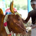 Cow: హిందూమతంలో ఆవుకు ఆహారం పెట్టడం ఎందుకంత పవిత్ర కార్యం? ఎలాంటి ఫలితాలు వస్తాయి?