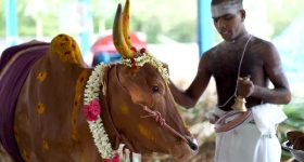 Cow: హిందూమతంలో ఆవుకు ఆహారం పెట్టడం ఎందుకంత పవిత్ర కార్యం? ఎలాంటి ఫలితాలు వస్తాయి?