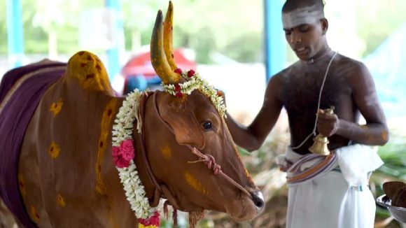 Cow: హిందూమతంలో ఆవుకు ఆహారం పెట్టడం ఎందుకంత పవిత్ర కార్యం? ఎలాంటి ఫలితాలు వస్తాయి?