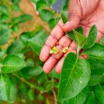 Ashwagandha: అశ్వగంధ వాడకంపై కేంద్రం నిషేధం.. ఇదీ అసలు కారణం?