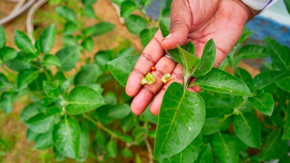 Ashwagandha: అశ్వగంధ వాడకంపై కేంద్రం నిషేధం.. ఇదీ అసలు కారణం?