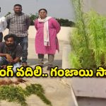 అనగనగా ఓ సాఫ్ట్ వేర్..  ఉద్యోగం పోయిందని మేడపై గంజాయి మొక్కలు