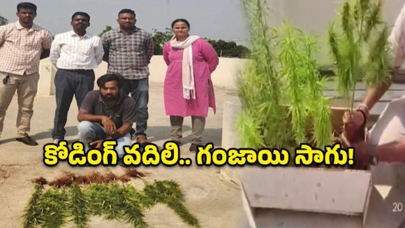 అనగనగా ఓ సాఫ్ట్ వేర్..  ఉద్యోగం పోయిందని మేడపై గంజాయి మొక్కలు