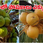 ఆరెంజ్ vs గ్రీన్.. ఈ రెండు రకాల కొబ్బరి బొండాల్లో ఏది తాగితే ఎక్కువ బలం?