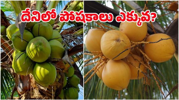 ఆరెంజ్ vs గ్రీన్.. ఈ రెండు రకాల కొబ్బరి బొండాల్లో ఏది తాగితే ఎక్కువ బలం?