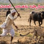 కర్రతో చిరుతను పరుగులు పెట్టించిన రైతు.. దెబ్బకి పరుగో పరుగు!