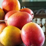 Mango Storage: వేసవిలో మామిడి పండ్లు ఎలా నిల్వ చేయాలి? ఫ్రిజ్ లో పెట్టవచ్చా?