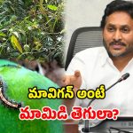 మావిగన్ అసలు అర్థం.. మామిడిపంటకు వచ్చే తెగులట.. జగన్ మళ్లీ బుక్కయ్యారా..?