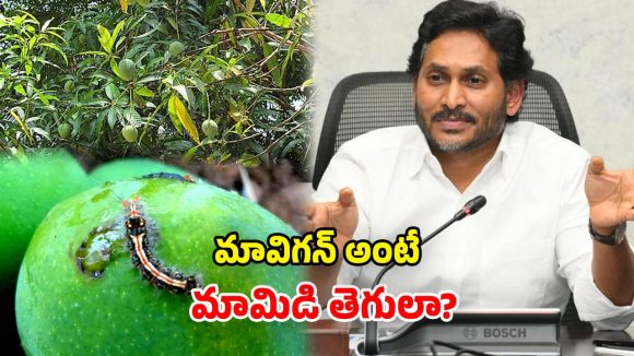 మావిగన్ అసలు అర్థం.. మామిడిపంటకు వచ్చే తెగులట.. జగన్ మళ్లీ బుక్కయ్యారా..?