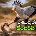 పాములతో కబడ్డీ ఆడే బ్యూటీఫుల్ బర్డ్.. కంటికి చిక్కితే ఖతమే!