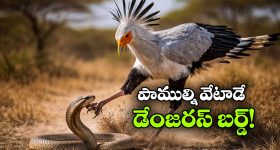 Kaleshvaram : కాళేశ్వరం కేసీఆర్, హరీశ్‌ను కాపాడుతుందా? ఓడిస్తుందా?