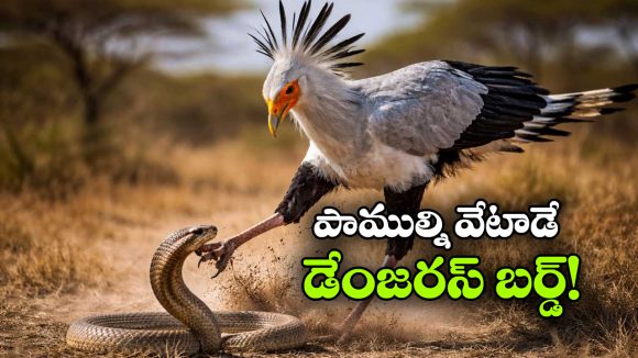 పాములతో కబడ్డీ ఆడే బ్యూటీఫుల్ బర్డ్.. కంటికి చిక్కితే ఖతమే!