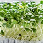 Gardening: ఇంట్లోనే తాజాగా మైక్రోగ్రీన్స్ పెంచారంటే.. వాటితో అప్పటికప్పుడు నచ్చిన కూర వండేసుకోవచ్చు