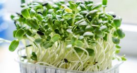 Gardening: ఇంట్లోనే తాజాగా మైక్రోగ్రీన్స్ పెంచారంటే.. వాటితో అప్పటికప్పుడు నచ్చిన కూర వండేసుకోవచ్చు