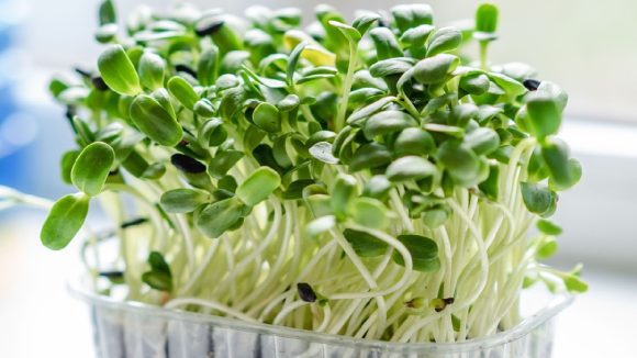 Gardening: ఇంట్లోనే తాజాగా మైక్రోగ్రీన్స్ పెంచారంటే.. వాటితో అప్పటికప్పుడు నచ్చిన కూర వండేసుకోవచ్చు