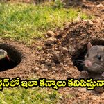 ఎలుకల రంధ్రం వర్సెస్ పాము రంధ్రం.. ఈ చిన్న తేడాలు తెలిస్తే మీరు సేఫ్!