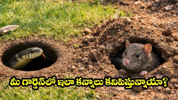 ఎలుకల రంధ్రం వర్సెస్ పాము రంధ్రం.. ఈ చిన్న తేడాలు తెలిస్తే మీరు సేఫ్!