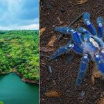 Peacock Spider: నల్లమల అడవుల్లో అరుదైన పీకాక్ సాలీడు.. తూర్పు కనుమలకు పరిమితం, ఏపీ ప్రభుత్వం ఫోకస్