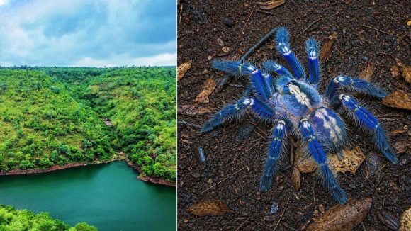Peacock Spider: నల్లమల అడవుల్లో అరుదైన పీకాక్ సాలీడు.. తూర్పు కనుమలకు పరిమితం, ఏపీ ప్రభుత్వం ఫోకస్