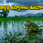 Rain: కప్పలు అరిస్తే నిజంగానే వర్షం పడుతుందా? దీని వెనుకున్న సైన్స్ ఇదే!