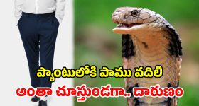 Snake Incident: పర్యాటకుడి ప్యాంటులోకి.. కింగ్ కోబ్రాను వదిలిన హోస్ట్.. తర్వాత ఏమైందంటే?